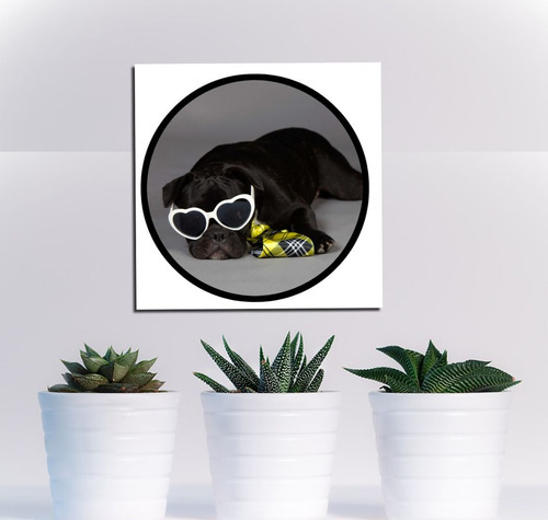 Vinilo Decorativo 60x60cm Bulldog Anteojos Optica