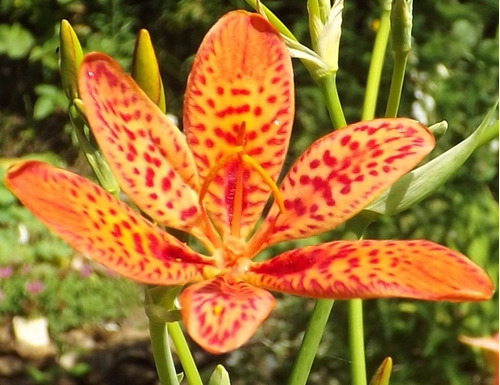 25 Sementes De Orquídea Leopardo Terrestre P/ Mudas - Flor | MercadoLivre