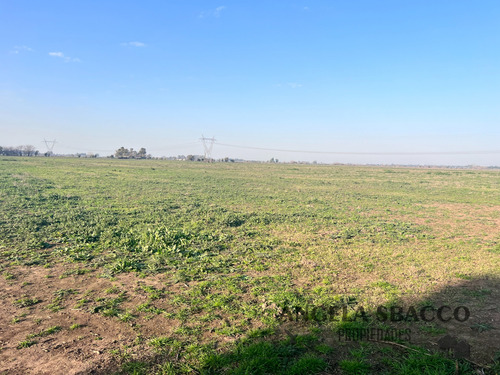 Excelente Campo Agrícola/ganadero!.