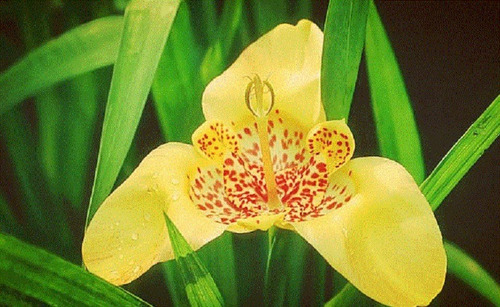 20 Semillas De Flor De Tigre Amarillo + Instructivo