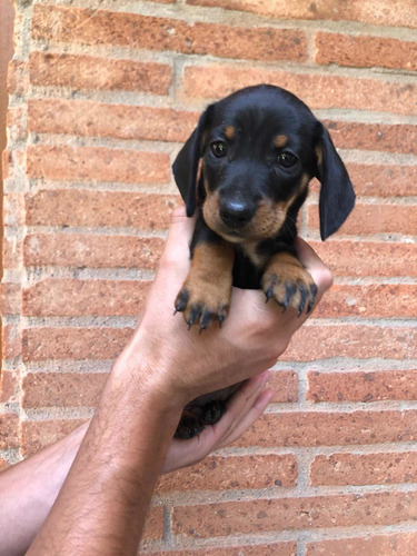 Hermosos Cachorros Salchichas Mini