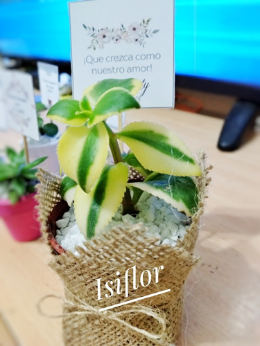 Imagen 5 de 11 de 10 Mini Cactus Suculentas Souvenir Eventos Cumple Isiflor