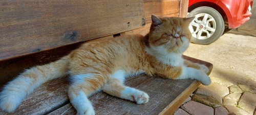Gato Persa Himalaya Blue Point, Hembra Nacido 29/11