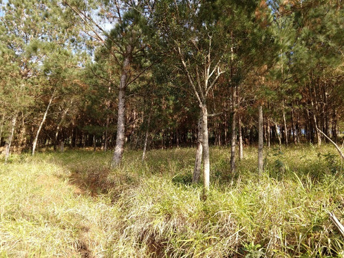 Chácara 5.000 M² - Santa Cruz Da Concórdia - Taquara - Rs - 1883 - 32809831