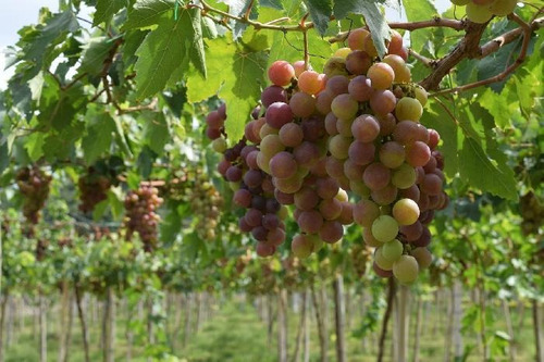 Plantas De Viñas Vid Parra Injertadas Uva Mesa O Vino