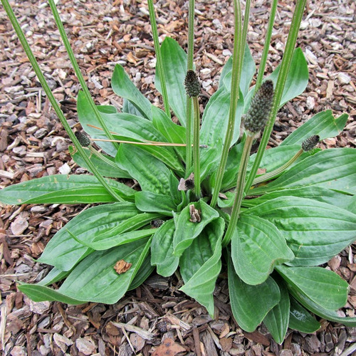 Llanten, Plantago Menor, Plantago Lanceolata, Medicinal