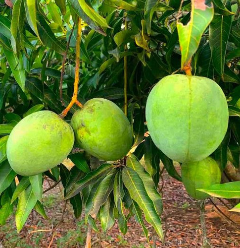 Mango Mulgoba Frutal ) Alta Producción