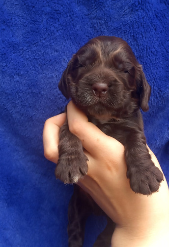 Cachorros Cocker,chocolates Y Negro!madre Con Pedigree