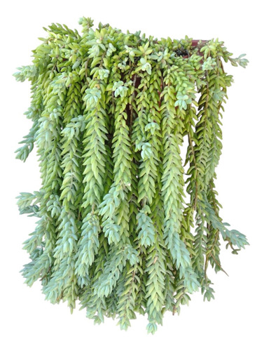 10 Mudas De Rabo De Burro Suculenta Sedum Morgenianum