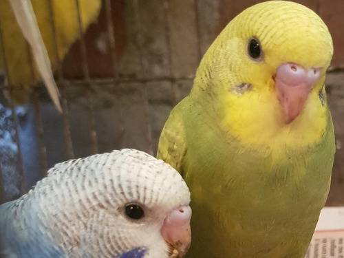 Periquitos Australianos