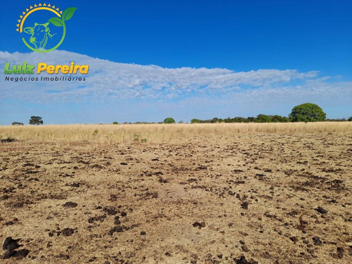 Imagem 4 de 8 de Fazenda À Venda Em Gurupi - To 1.336 Hec - (dupla Aptidão) - 1954
