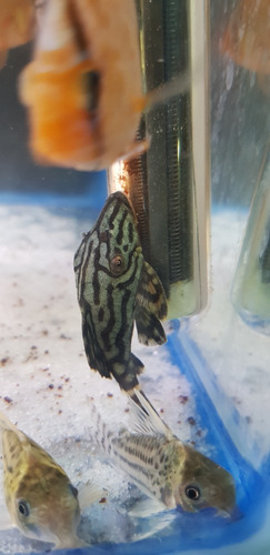 Pez Limpiavidrio Pleco Panaque Nigrolinatus L191 Importado