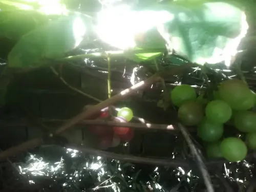Plantas De Uva Morada Criolla