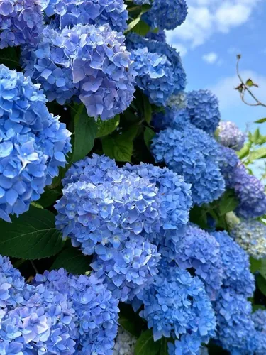 Ortensia Hortensia Plantas