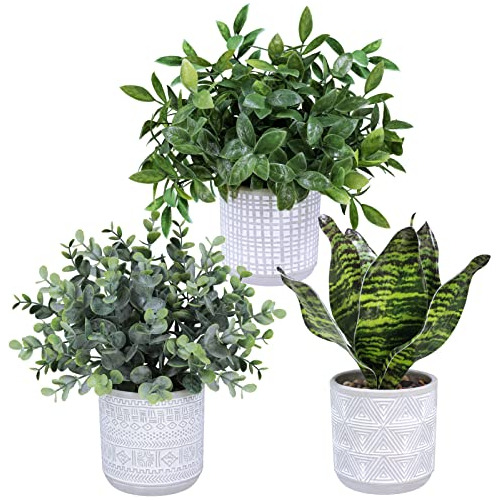 Conjunto De 3 Plantas Macetas Pequeñas, Plantas De Euc...