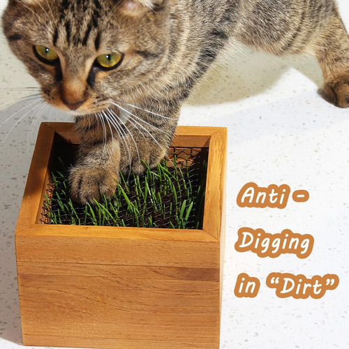 Maceta De Madera Para Gatos (no Incluye Semillas) Con Discos