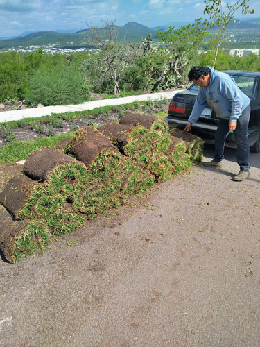 Pasto En Rollo Kikuyo Tipo Alfombra Pastos De Calidad