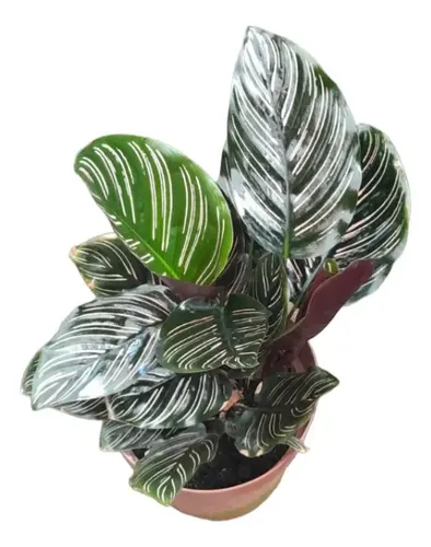Marantha Riscada Maranta Riscada Muda Com 30cm Jardim Tropical Saiba Mais ...