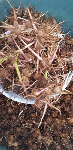1000semente De Açaí Brs E Anao Pará Germinadas Pronta Plant