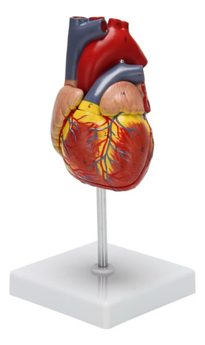 Modelo De Corazón Humano 1:1, Modelo Anatómico De Corazón