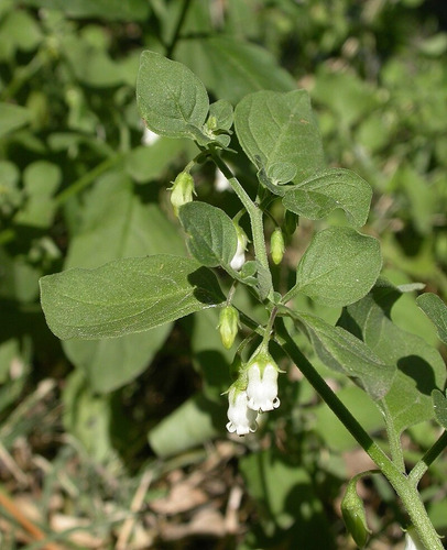Semillas De Huevito De Gallo - Salpichroa - Uvita Del Campo