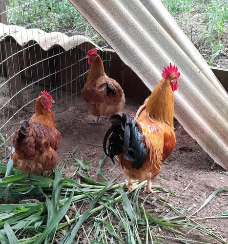 Ovos Mistos, Poedeira, Pescoço Pelado E Caipira Gaucha