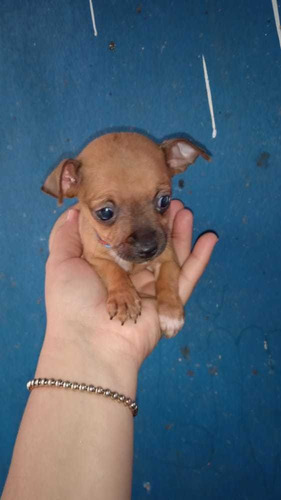 Cachorro Pinscher