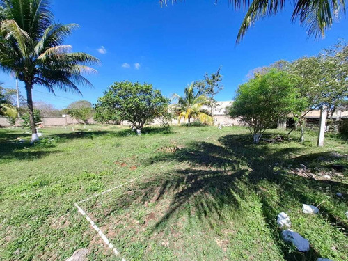 Venta Amplio Terreno De 6000 M2 Tahdzibichen, Merida, Yucatan.