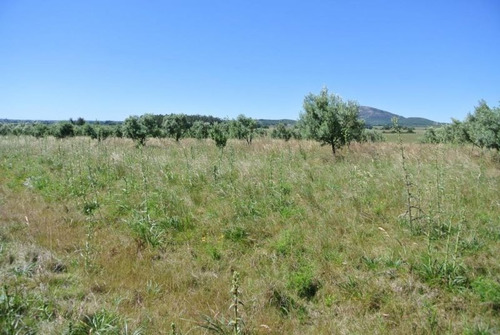 Quinta | Camino Amilcar Pelufo
