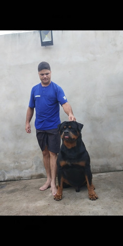 Filhotes De Rottweiler Com Pedigree Cbkc E Microchip