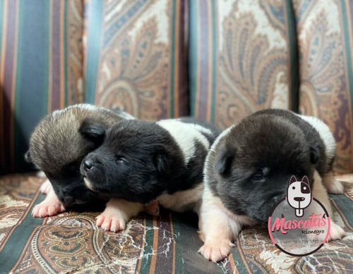 Espectaculares Cachorros Akita Americano Mascotas Rionegro