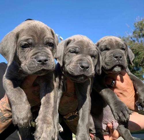 Cane Corso Filhotes