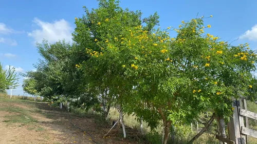 Finca En Venta En Salitral
