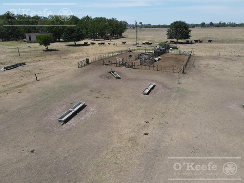 Campo En Venta De 50 Has En Carlos Keen - A 1 Hora De Caba