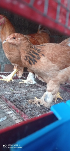 Imagen 5 de 6 de Gallina Brahma