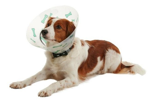 Collar Isabelino Huesitos 15 Cm Beagle, Spaniel 10-15 Kg