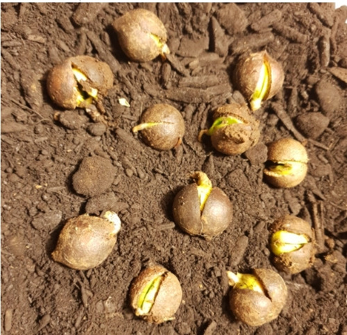 Semillas Avellano Chileno Germinada