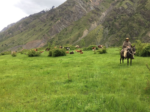 Forestal En Venta En Colbún