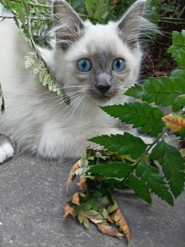 Gatos Ragdoll Bellos Tu Mejor Compañía