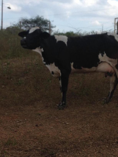 Imagen 5 de 14 de Finca En Venta Areo - Municipio Cedeño