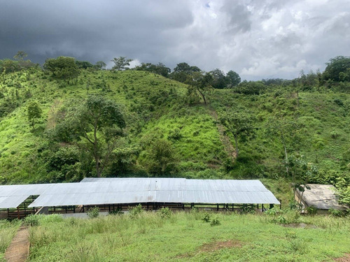 Imagen 3 de 14 de Venta Finca Tocuyito Carabobo Cod. 148247
