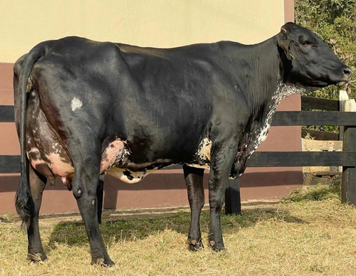 Imagem 1 de 1 de Vacas Leiteiras