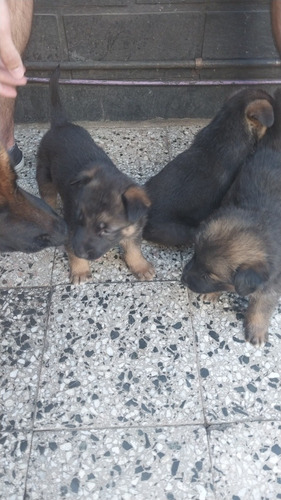 Imagen 3 de 5 de Cachorros Pastor Alemán