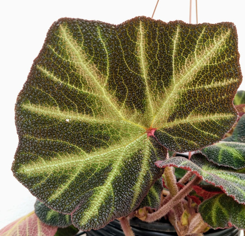 Begonia Soli Mutata, Planta Rara