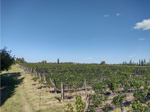 Vendo Finca De 20 Hectareas A Tranquera Cerrada San Rafael