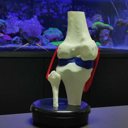 Joelho Anatômico Ligamentos Modelo 23cm Articulação Estudo