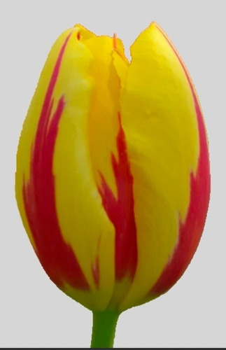 Bulbo De Tulipan Amarillo Y Rojo X1