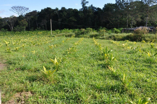 Sítio Itinga (147,60 Alqueires) - St00006 - 32622421