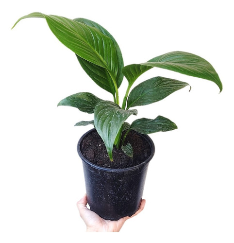 Espatifilo Spathiphyllum Cuna De Moisés Planta De Interior