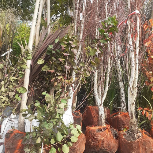 Imagen 5 de 5 de Abedul, Abedules Betula Pendula Roth, 2.5mts T14/16cm
